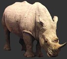 rhino